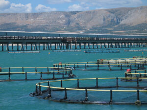 allevamento_pescicoltura_gargano